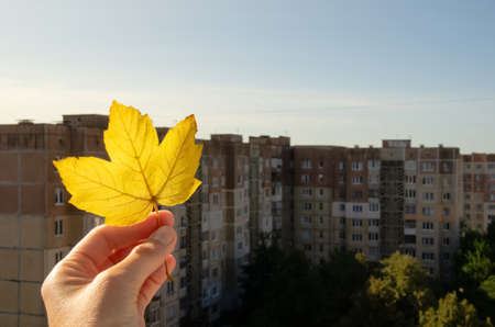 Close-up yellow maple leaf in hand on blurred background of multi-storey buildings. Autumn in the city concept. Hand holding yellow leaf on urban background with copy space.の写真素材