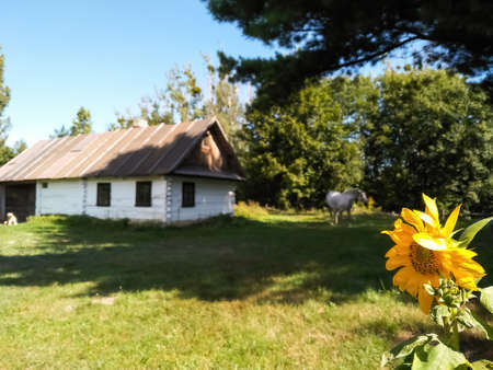 Traditional ukrainian rural house late 19th - early 20th century. Close-up sunflower on a blurred...