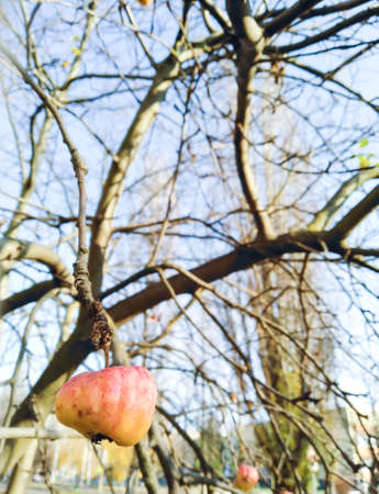 Lonely apple on branch against background of tree without leaves. Seasonal background with copy space. Late fall. Sunny autumn day.の写真素材