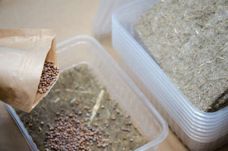 Preparation for growing microgreens at home: linen substrate, seeds and plastic bowls. Close up...