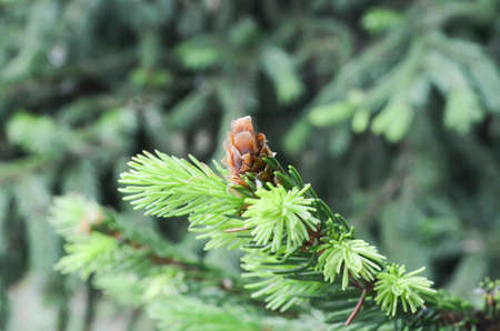 Selective focus young fir cone on branch with light green needles on blurred background of green...