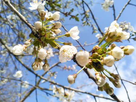 Selective focus cherry flowers against background of blurry flowering branches. White blooming...