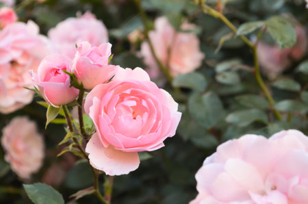 Selective focus pink roses with buds bloom in garden on blurred background of rose bushes. Bush of roses grows in courtyard. Blooming summer park. Home garden concept.の写真素材