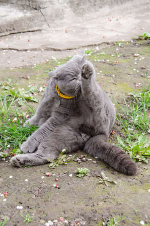 Gray British cat sits on the green grass and licks his paws. Concept of home pets. Spring background with animal and flowers. Domestic cat with flea collar walks in the courtyard.の写真素材