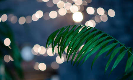 Selective focus green palm leaf against blurred background with illumination. Warm and cozy atmosphere in dark interior. Abstract background. Wedding decor concept.の写真素材