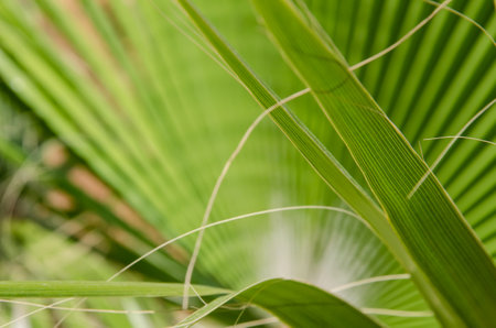 Palm tree leaf surface. Natural background with copy space. Selective focus texture of green palm leaf.の写真素材
