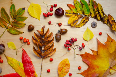Autumn composition. Selective focus autumn leaves, chestnuts, rowan, acorns on beige wooden background. Hugge concept with copy space. Top view, flat lay.の写真素材