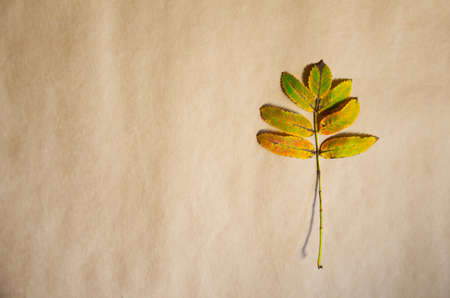 Close-up colorful leaf isolated on beige paper background. Autumn concept. Yellow, orange, green leaf of Acacia with copy space. Autumn season foliage.の写真素材