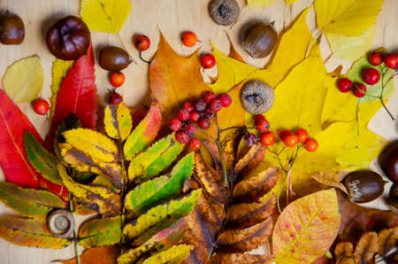 Autumn composition. Selective focus yellow, red, green, brown autumn leaves, chestnuts, rowan, acorns on beige wooden background. Hugge concept with copy space. Top view, flat lay.の写真素材