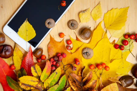 Selective focus smartphone, yellow, red, green, brown autumn leaves, chestnuts, rowan, acorns on wooden table. Device for online communication. Autumn mood composition. Hugge home concept with copy space. Top view, flat lay.の写真素材