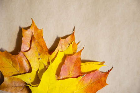 Close-up colorful maple leaves isolated on beige paper background. Autumn concept. Yellow, orange,...