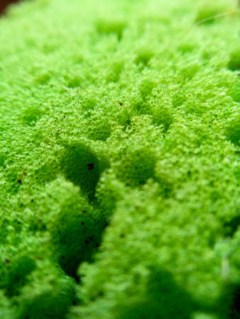 Macroshot texture of porous sponge for dishes. Selective focus surface of dirty green dish washcloth with leftover food. Kitchen utensils with copy space. Concept of non-recyclable things. Non-ecological consumer goods.の写真素材
