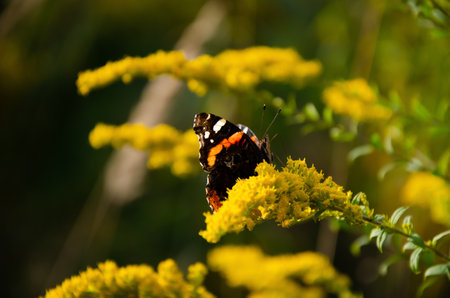Vanessa atalanta sits on yellow wildflowers with copy space. Natural background. Bright insects in the wild on sunny day. Fragile beautiful Red Admiral butterfly.の写真素材