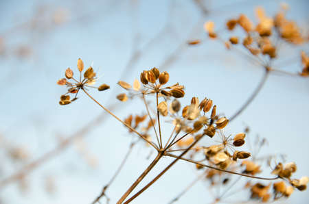 Selective focus inflorescences of dry grass on background of blue sky with copy space. Withered dry plant with fallen seeds on umbrella floscule. Natural background of wild dried flowers.の写真素材