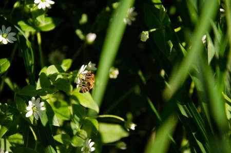 Bee collects nectar from white flower in green grass. Natural background with insect on green lawn....