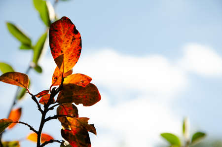 Surface texture of yellow and burgundy leaves on blurred background of green leaves and blue sky....