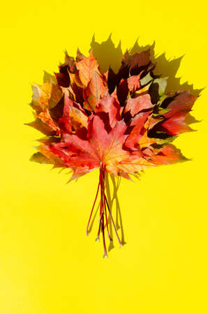 Bright autumn leaves lie on yellow background with copy space. Texture of multicolored maple leaves in bouquet with shadow on yellow surface. Autumn composition.の写真素材
