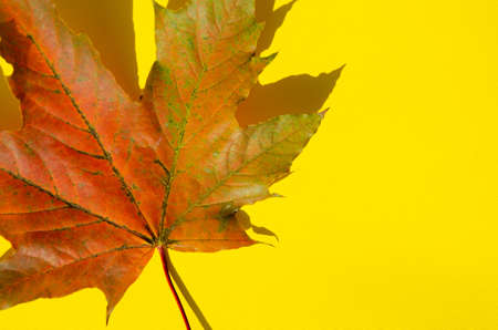 Bright autumn foliage lies on yellow background with copy space. Texture of multicolored maple leaf with shadow on yellow surface. Autumn composition.の写真素材