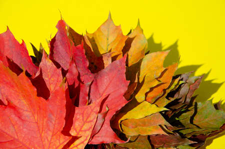 Bright autumn leaves lie on yellow background with copy space. Texture of multicolored maple leaves in bouquet with shadow on yellow surface. Autumn composition.の写真素材