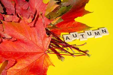 Bright autumn leaves next to Lettering Autumn lie on yellow background with copy space. Texture of...