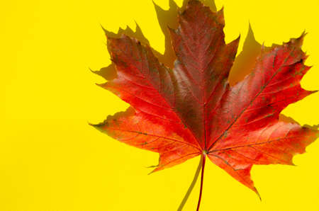 Bright autumn foliage lies on yellow background with copy space. Texture of multicolored maple leaf with shadow on yellow surface. Autumn composition.の写真素材