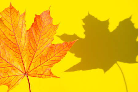 Bright autumn foliage lies on yellow background with copy space. Texture of multicolored maple leaf with shadow on yellow surface. Autumn composition.の写真素材