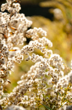 Selective focus inflorescences of dry grass on green and yellow background with copy space. Natural background of wild dried flowers. Autumn season concept.の写真素材