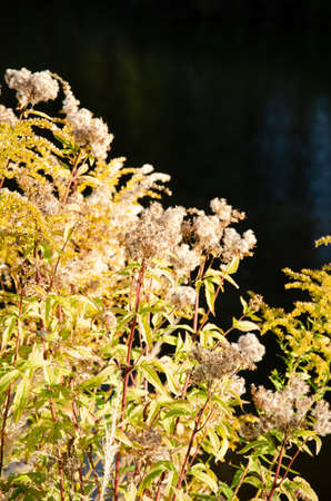 Selective focus inflorescences of dry grass on green and yellow background with copy space. Natural...