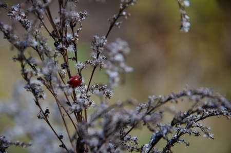 Selective focus on ladybug crawling on inflorescences of dry grass on blurred background with copy...