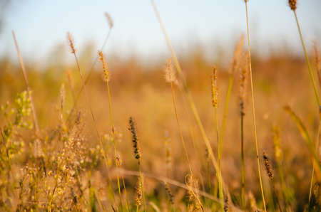 Selective focus inflorescences of dry grass on background of sunset with copy space. Silhouettes of dry plants. Natural background of wild spikelets.の写真素材