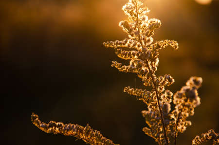 Silhouettes of dry plants on background of sunset. Selective focus inflorescences of dry grass with copy space. Natural background of wild flowers. Autumn season concept.の写真素材