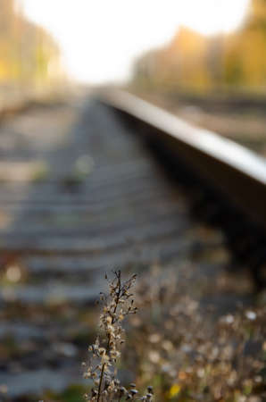 Dried flower grows in middle of railway sleepers. Railway is located between autumn trees. Autumn season concept.の写真素材