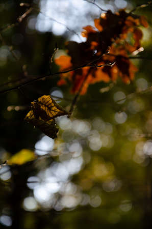 Yellow leaves in sun on blurred bokeh forest background. Texture of autumn fall leaf in sunlight...