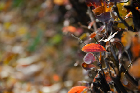 Bright leaves on branches of bush with copy space. Orange, red, burgundy leaves on blurred background with bokeh. Autumn concept. Autumn foliage.の写真素材