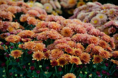 Orange, brown, burgundy chrysanthemum bush with green leaves. The concept of growing flowers....