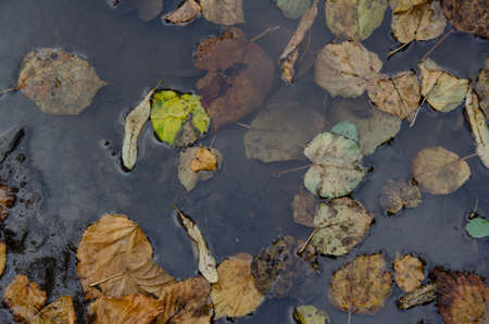 Puddle with dirt and fallen leaves in forest. Autumn season concept. Multicolored leaves lying in...