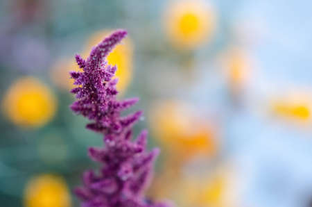 Abstract flower background with copy space. Selective focus inflorescences of flowers blurred...