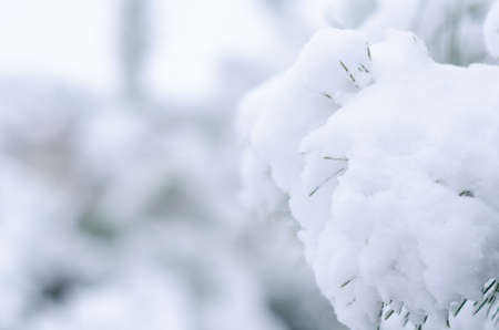 Winter background with pine needles. Snow-covered trees. Winter weather. Evergreen pines in the snow.の写真素材