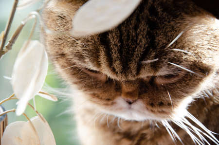 Selective focus face of striped brown Scottish fold. Portrait of Tabby cat with copy space. Concept of pets.の写真素材