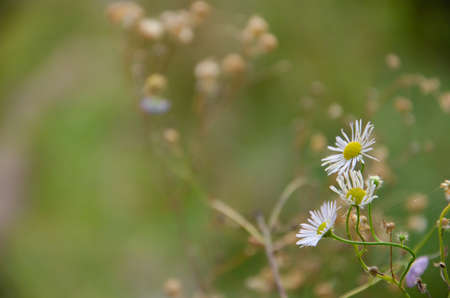 Selective focus chamomile in foreground on blurred background of green grass. natural background....