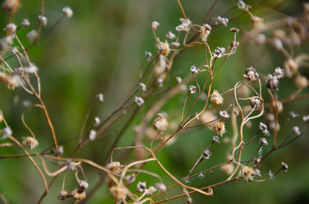 Dried flowers of wild daisies. Selective focus inflorescences of dry grass on blurred background of...