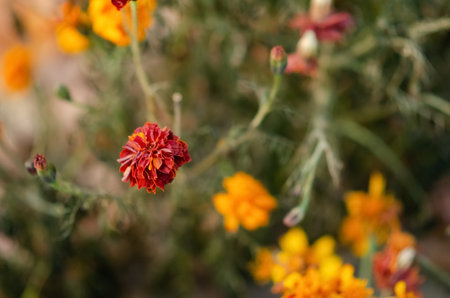 Top view Marigolds with dry stems on blurred Natural background with copy space. Orange and burgundy...