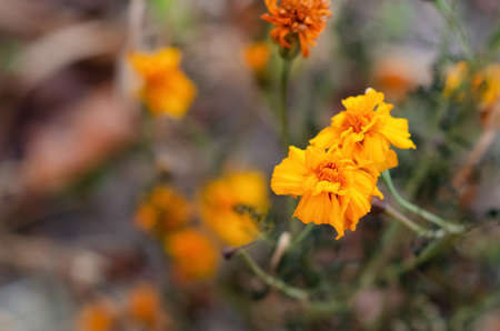 Top view Marigolds with dry stems on blurred Natural background with copy space. Orange and burgundy...