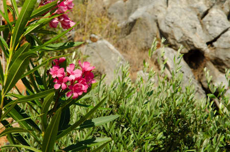 The pink flowers of Oleander growing in the park. Flowering bush Oleander ordinary. A beautiful tropical plant. Ornamental plants in the garden.の写真素材
