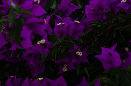 The purple Bougainvillea shrub growing in the park. Flowering bush Bougainvillea ordinary. beautiful tropical plant. Ornamental plants in the garden.の写真素材