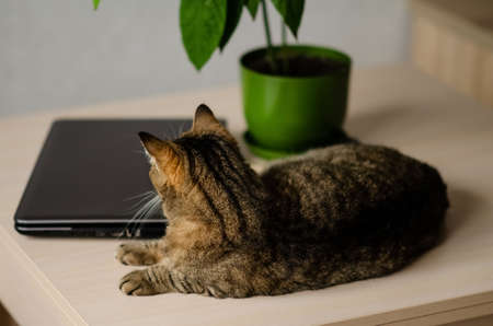 Cat lies on the table next to laptop and flower. The concept of work at home with pets. Portrait of a brown cat. Banner of cozy house background with copy space.の写真素材