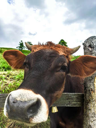 Beautiful curious brown and white cow looks into camera on background of village yard, green grass and trees. Portrait of a farm animal. Concept of rural life.の写真素材