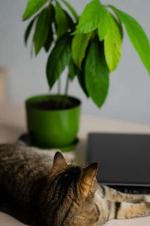 Cat lies on the table next to laptop and flower. The concept of work at home with pets. Portrait of a brown cat. Banner of cozy house background with copy space.の写真素材