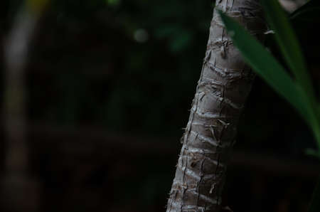 Texture of green leaves and trunk of Dracaena with copy space. Growing house tropical plants. natural background.の写真素材