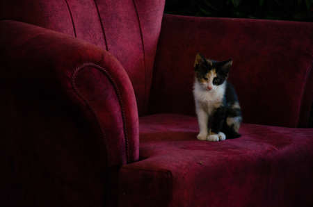 Little skinny street kitten sitting on the chair of street cafe. Portrait of a street animal in its natural habitat. Abandoned animals concept with copy space.の写真素材